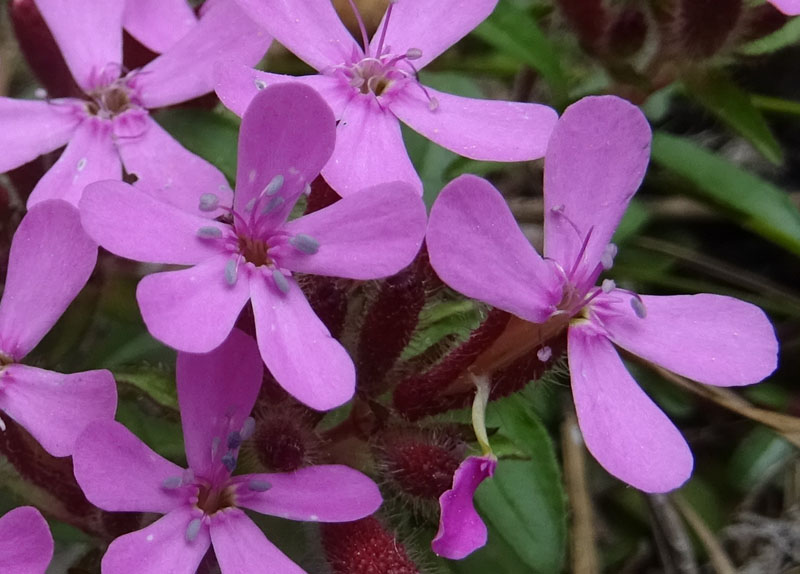 Saponaria ocymoides / Saponaria rossa